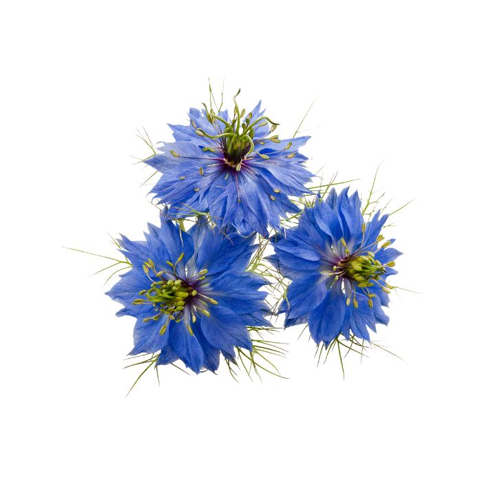 Nigelle de Damas (Nigella Damascena) : fleur, plantation, entretien