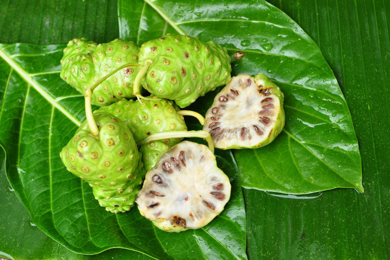 Noni : Propriétés, Bienfaits et Applications en Phytothérapie - France ...