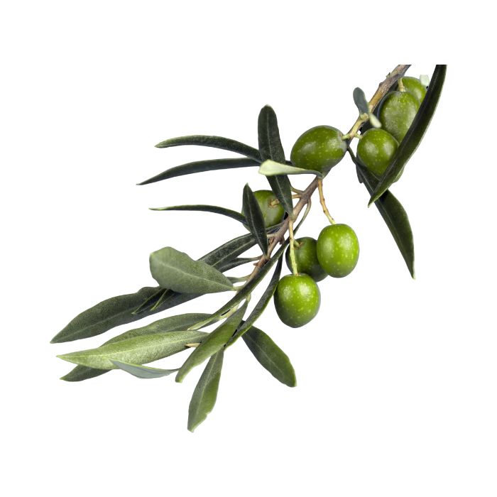 olivier-sauvage