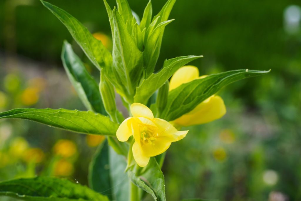 onagre-phythotherapie