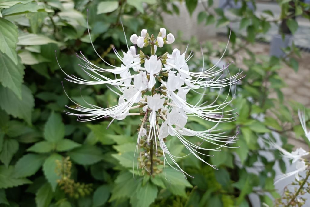 orthosiphon-caracteristiques