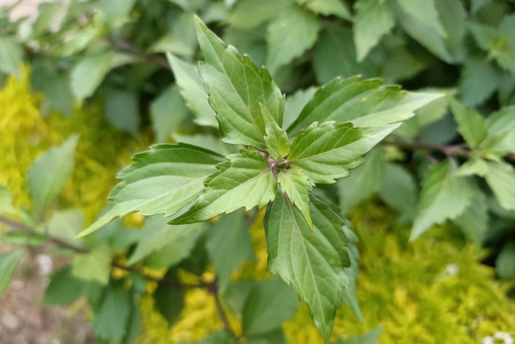 orthosiphon-phytotherapie