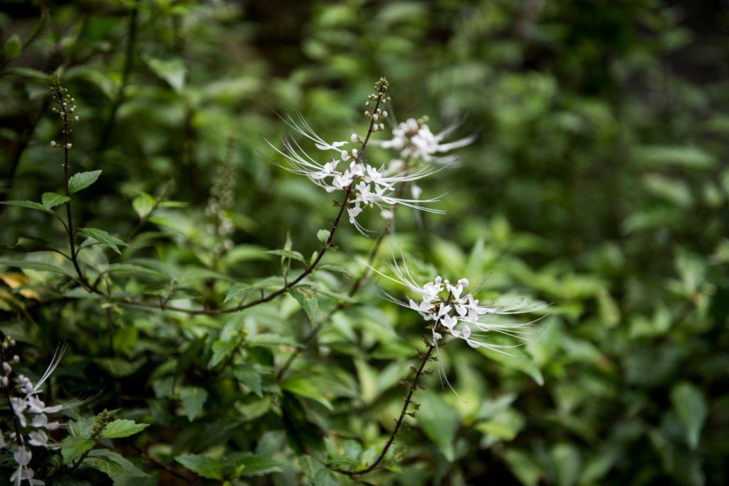 orthosiphon-proprietes