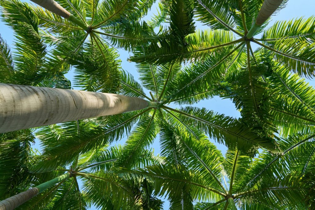 palmier-de-floride-phytotherapie