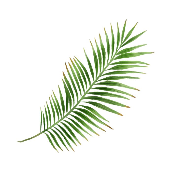 palmier-de-floride