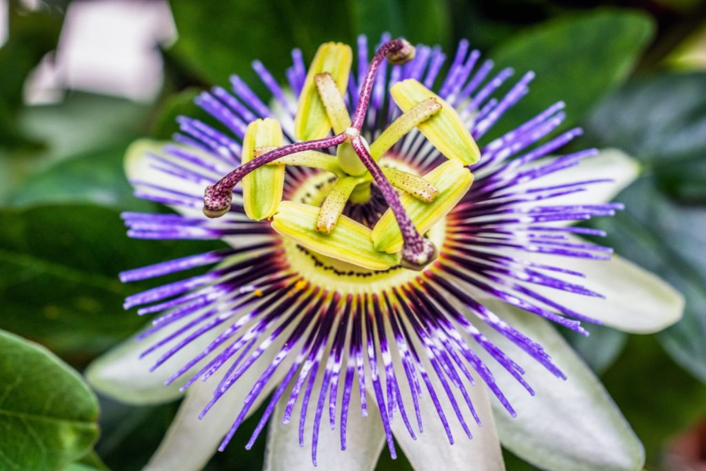 passiflore-bleue-caracteristiques