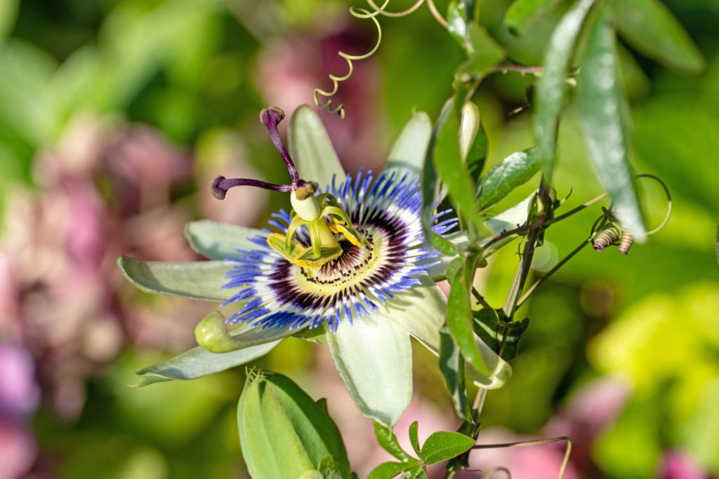 passiflore-bleue-phytotherapie