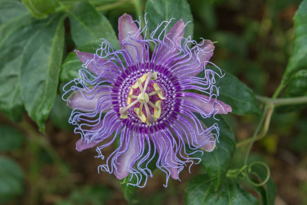 passiflore-bleue-proprietes