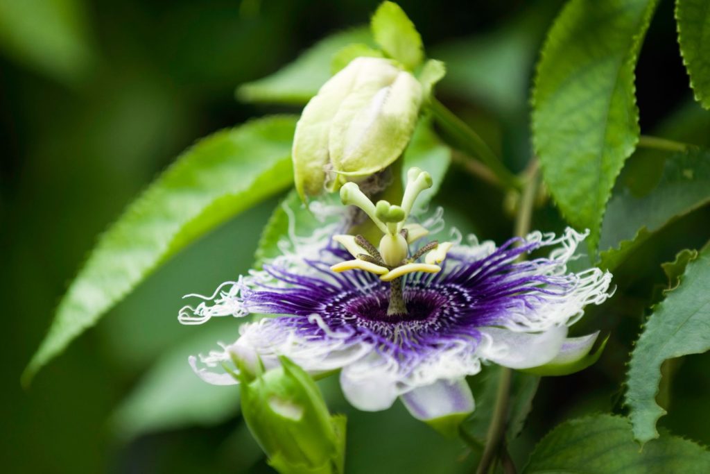 passiflore-bleue-utilisations