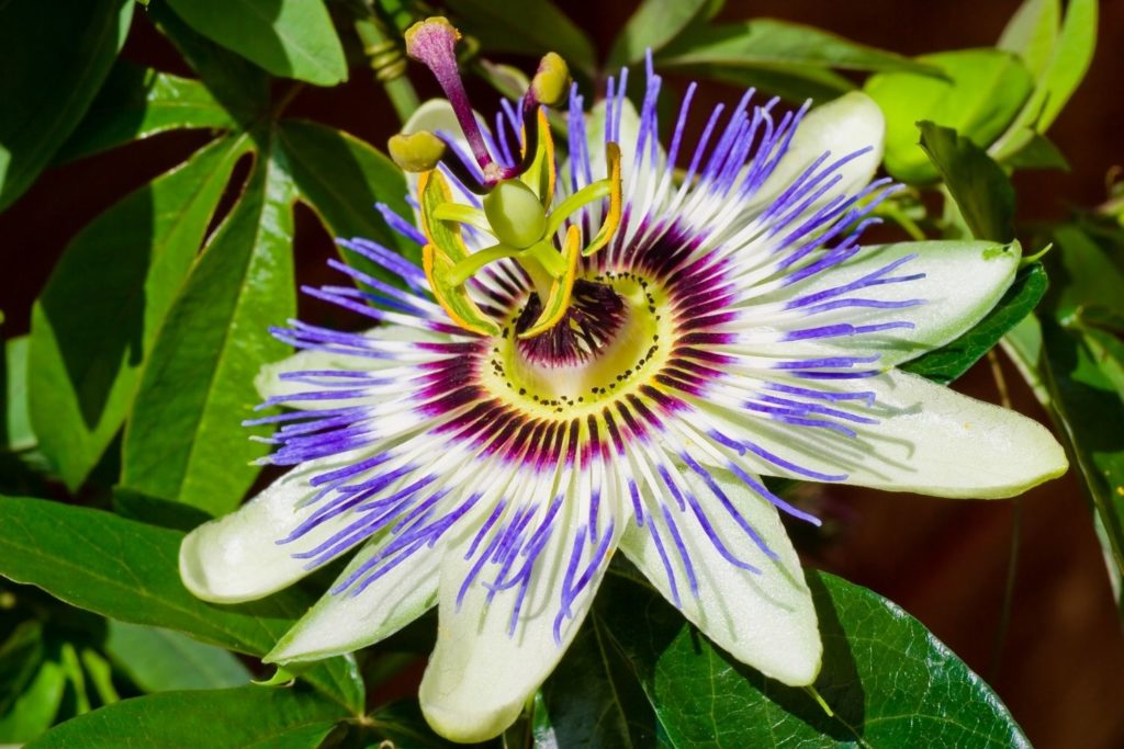 passiflore-officinale-caracteristiques