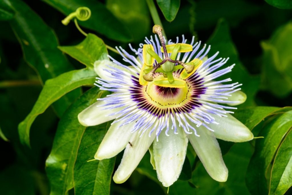 passiflore-officinale-proprietes