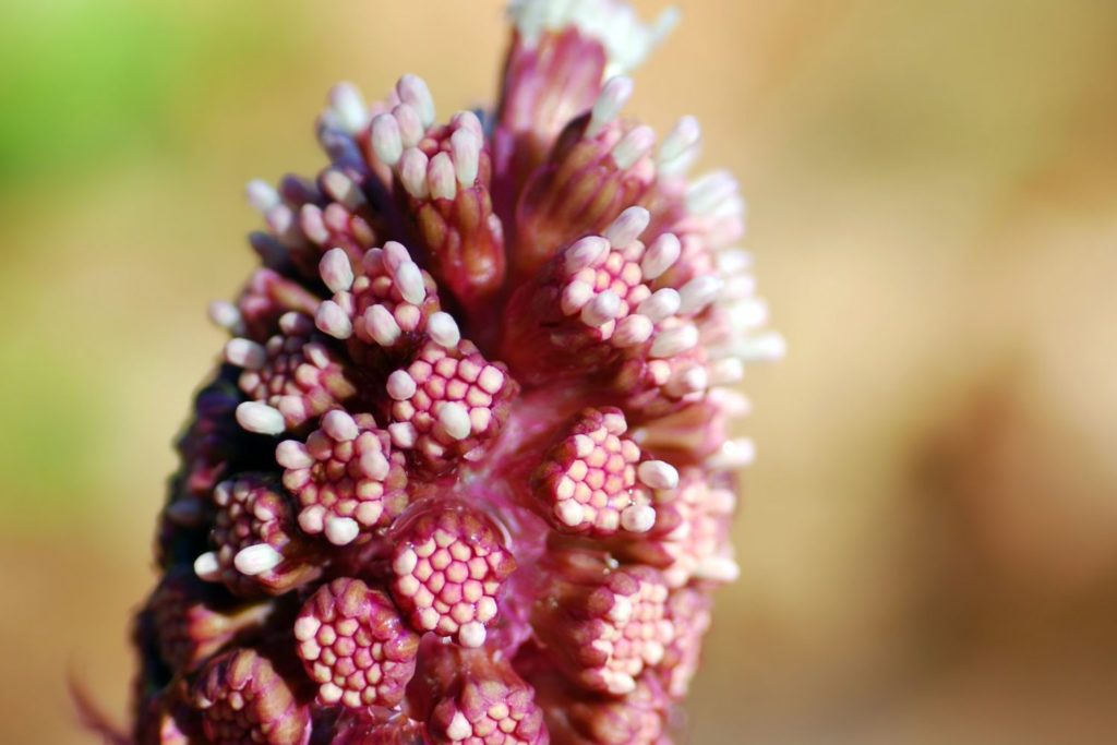 petasite-hybride-caracteristiques