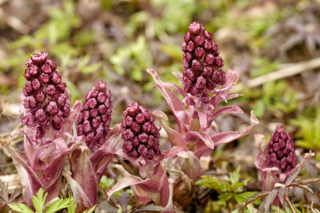 petasite-hybride-phytotherapie