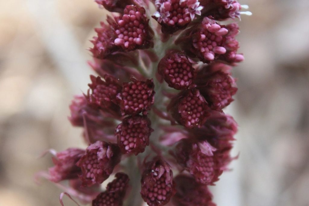 petasite-hybride-utilisations