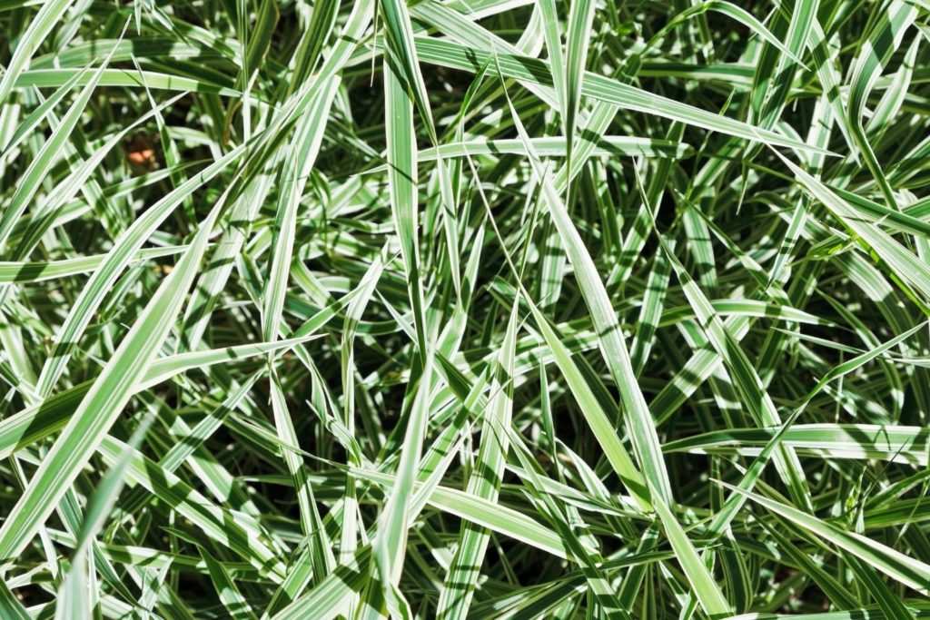 petit-chiendent-phytotherapie