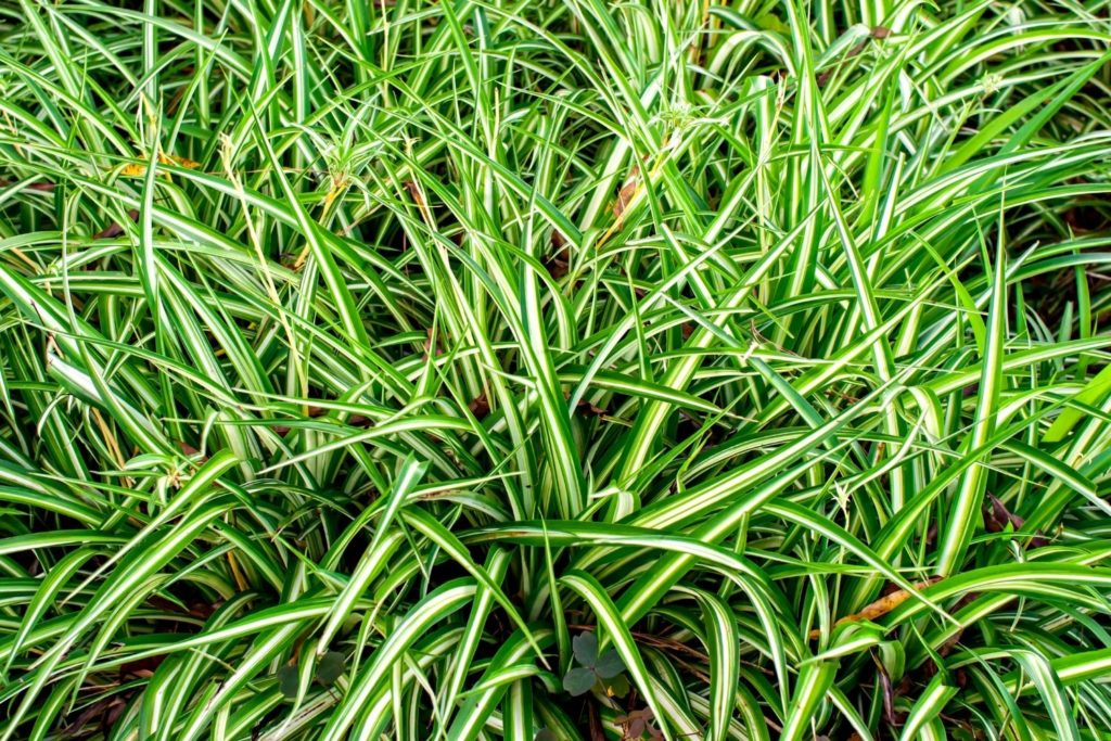 petit-chiendent-utilisations