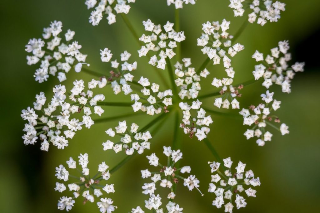 petit-coucage-caracteristiques