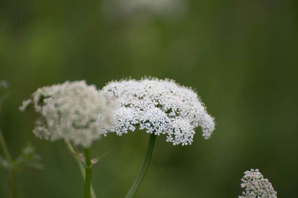 petit-coucage-utilisations