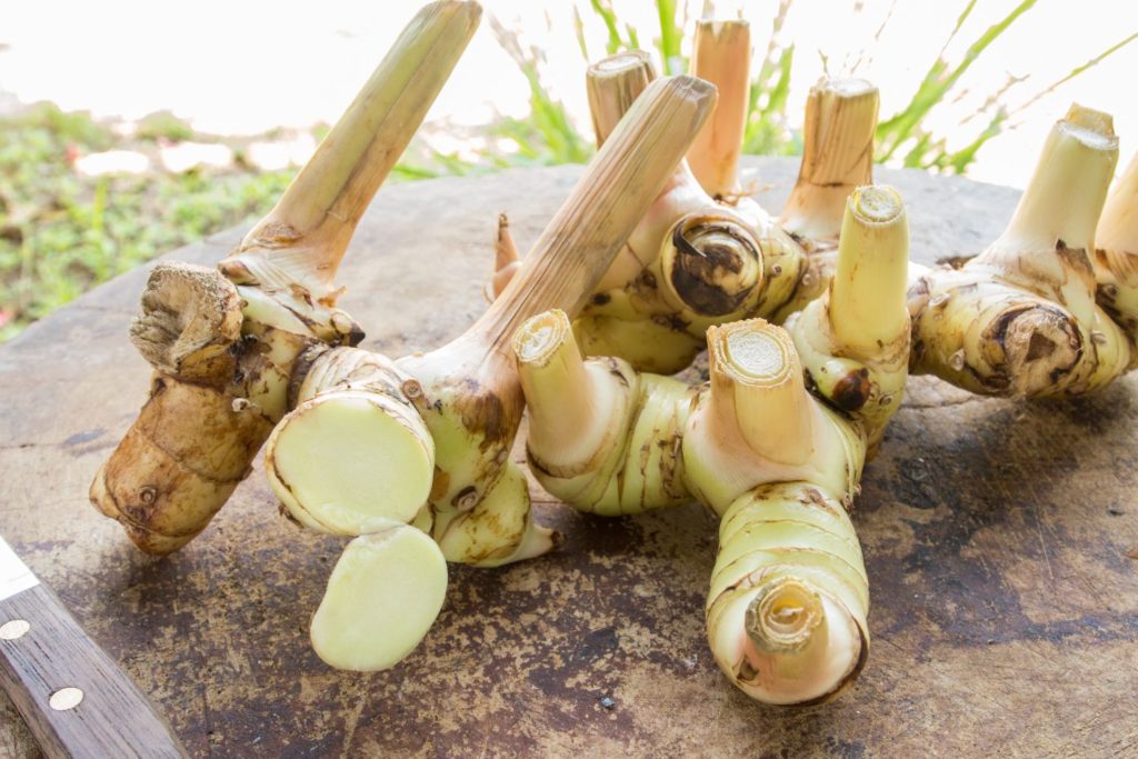 petit-galanga-phythotherapie