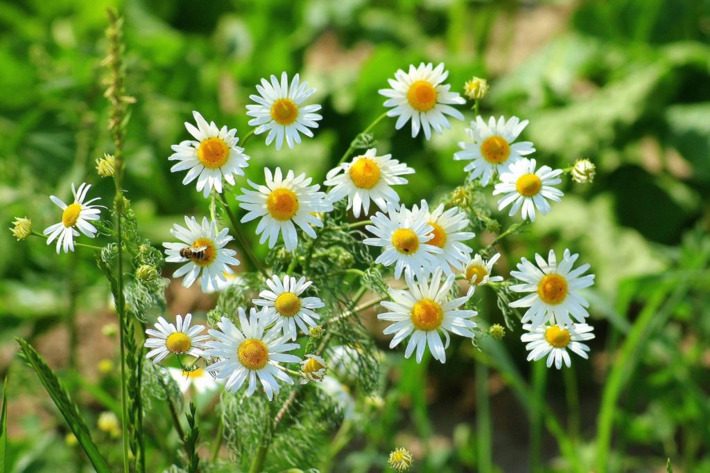 petite-camomille-phytotherapie