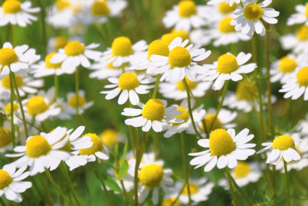 petite-camomille-utilisations