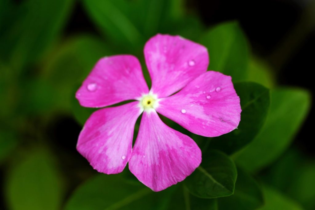 propiedades-pequeña-péruvicher