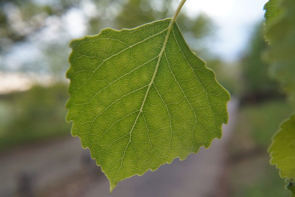 peuplier-caracteristiques