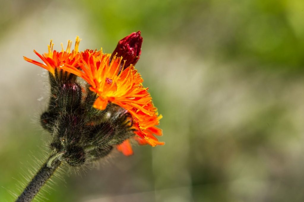 piloselle-caracteristiques