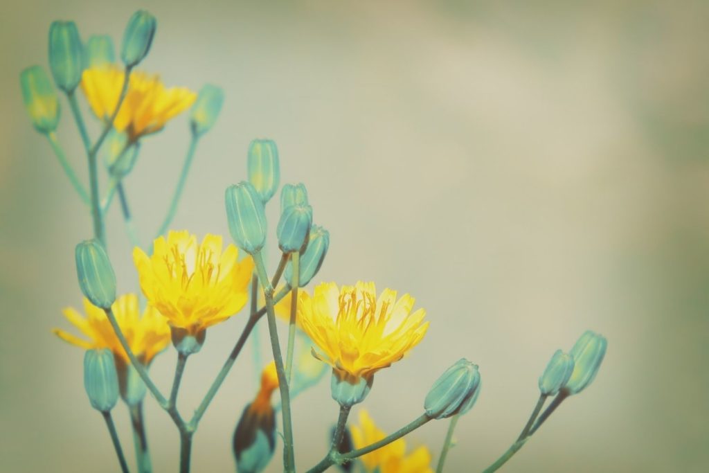 piloselle-proprietes