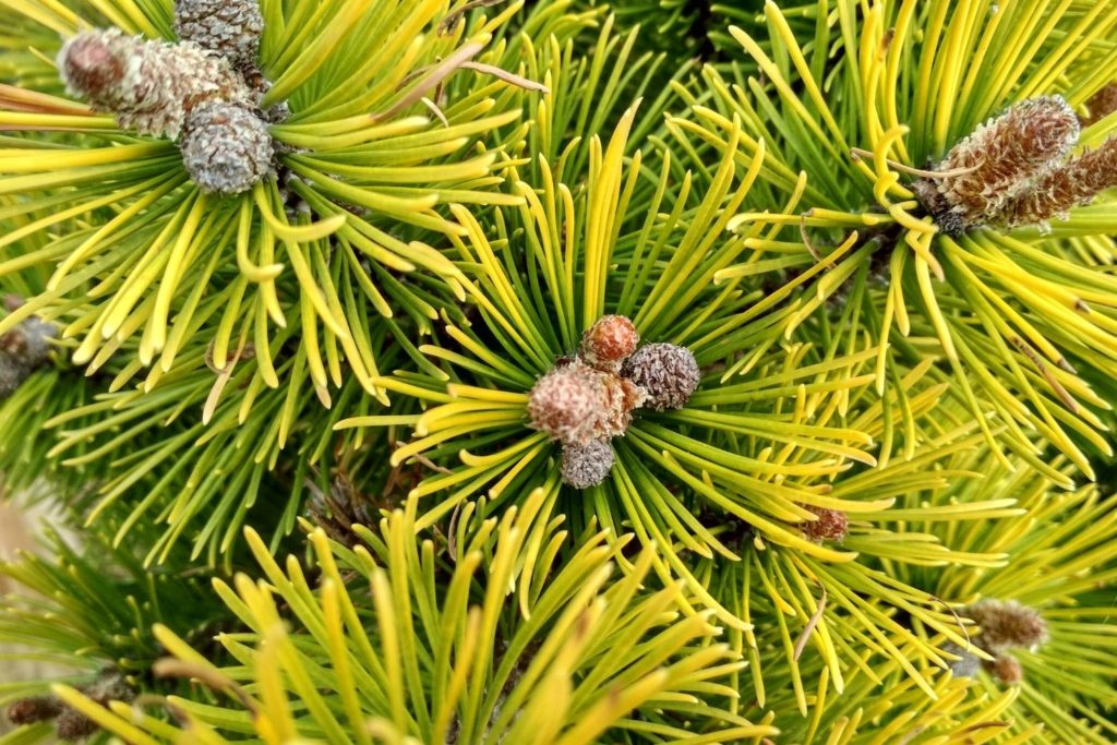 pin-mugo-caracteristiques