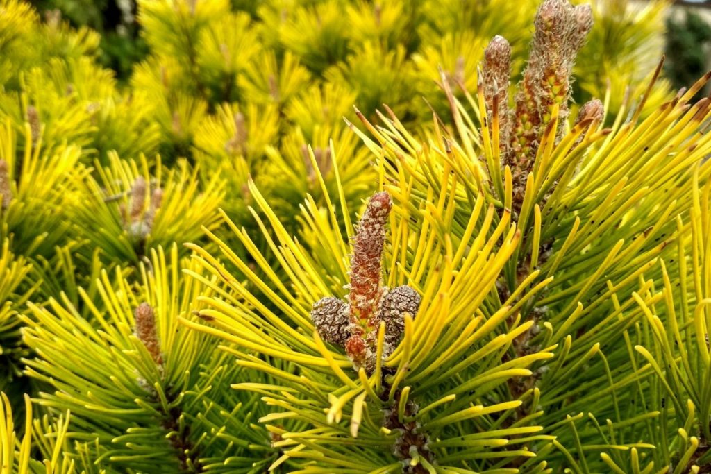 pin-mugo-phytotherapie