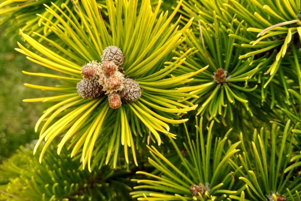 pin-mugo-utilisations