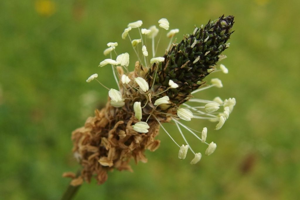 plantain-caracteristiques