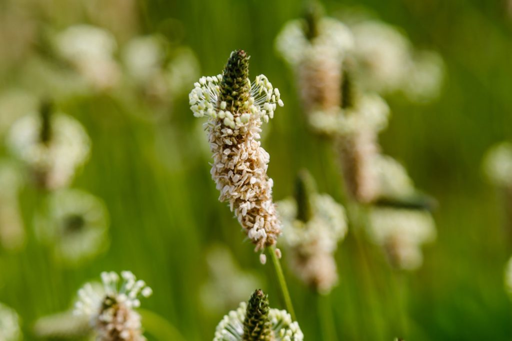 plantain-phytotherapie