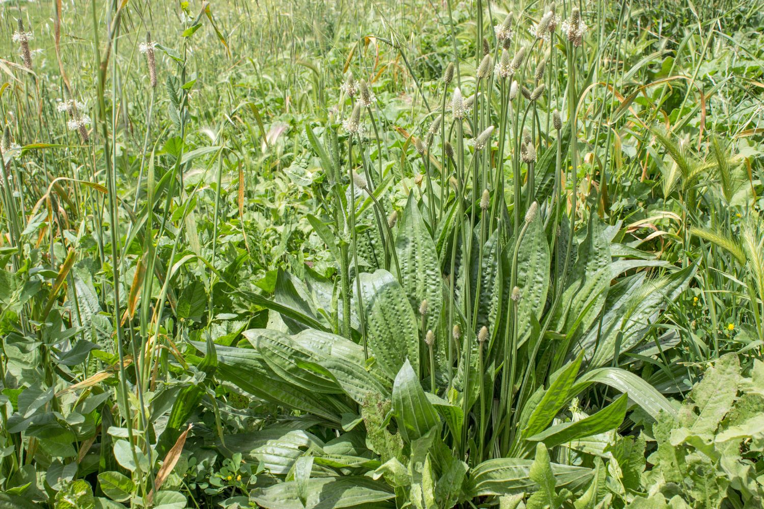 Presse à Plantain En Bois Pour Faire Des Coupelles De Bananes Frites - Appareil De Cuisine Pour Grill, Camping, Fêtes Et Buffets