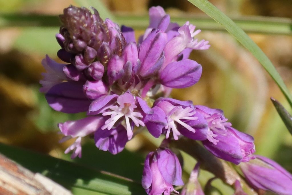 polygala-de-virginie-caracteristiques