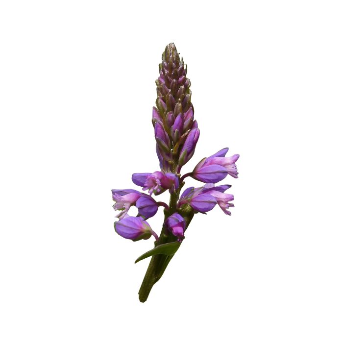 polygala-de-virginie