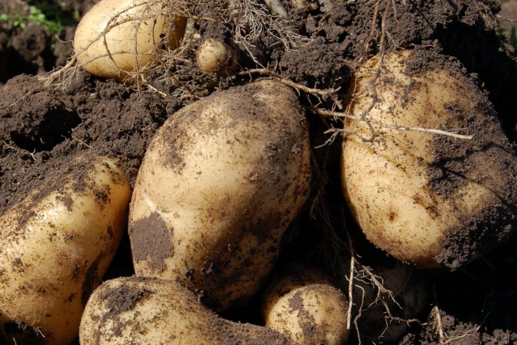 pomme-de-terre-proprietes4