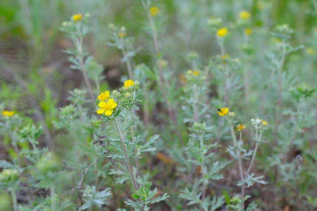 potentille-argentee-caracteristiques