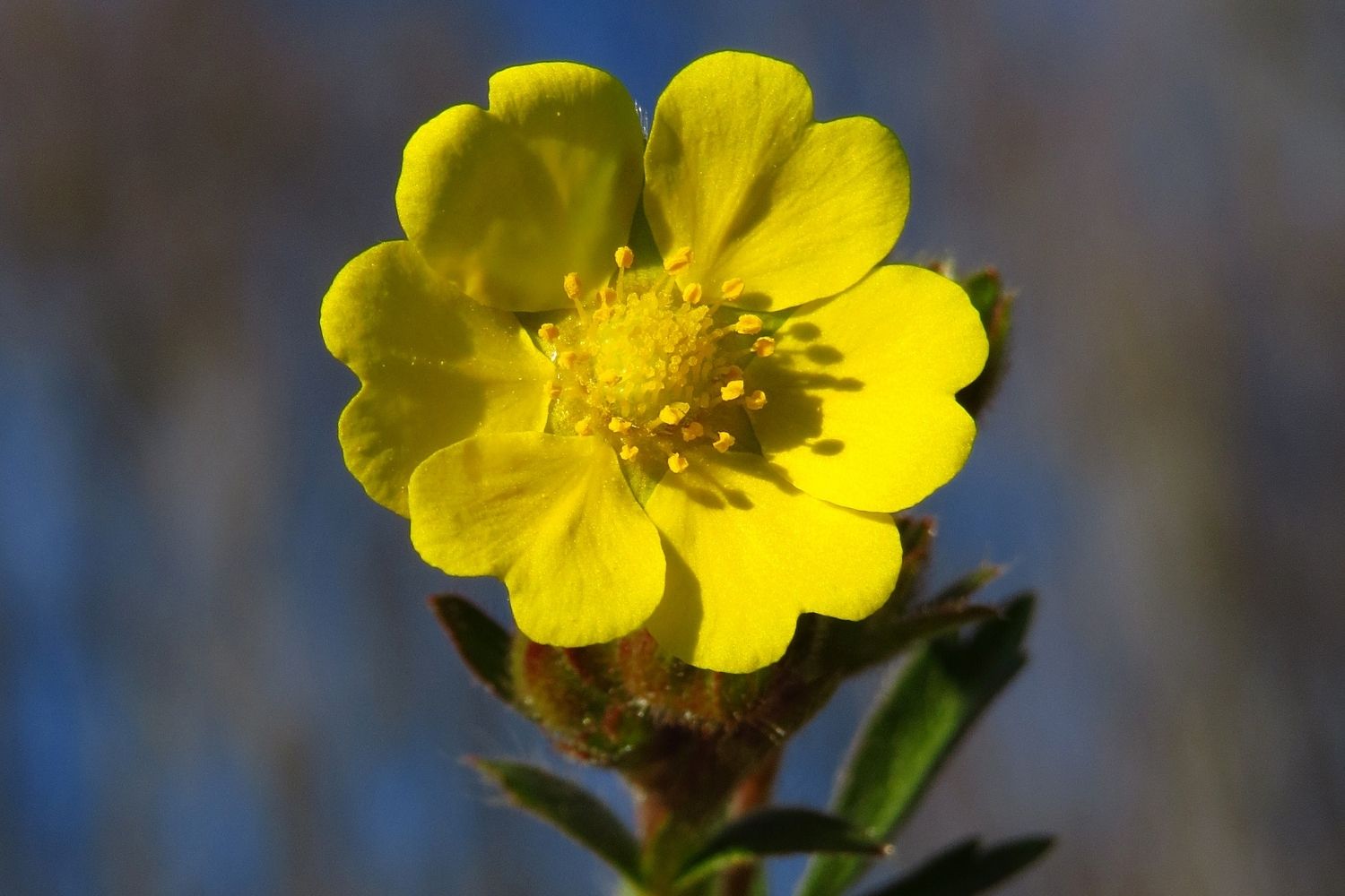 potentille-tormentille-phytotherapie