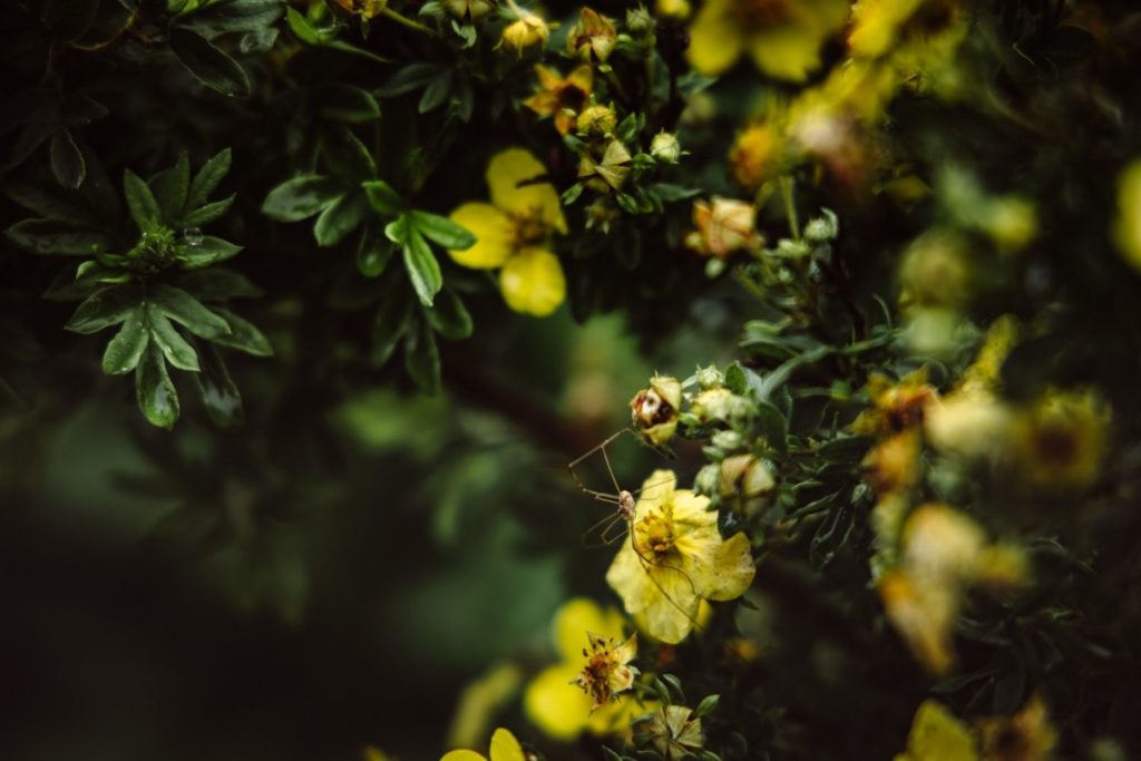 potentille-tormentille-proprietes
