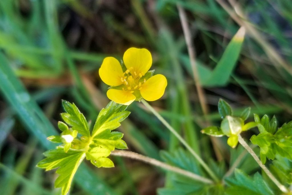 potentille-tormentille-utilisations