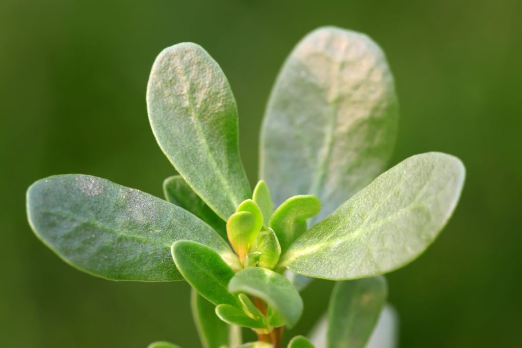 pourpier-caracteristiques