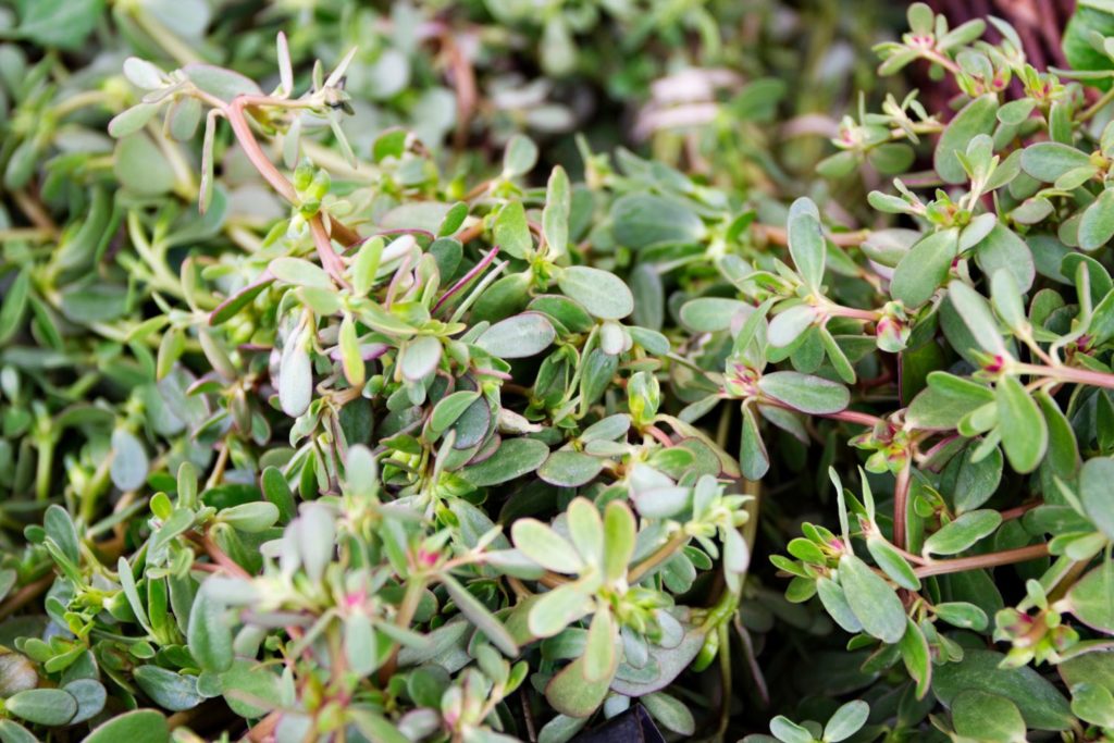 pourpier-phytotherapie