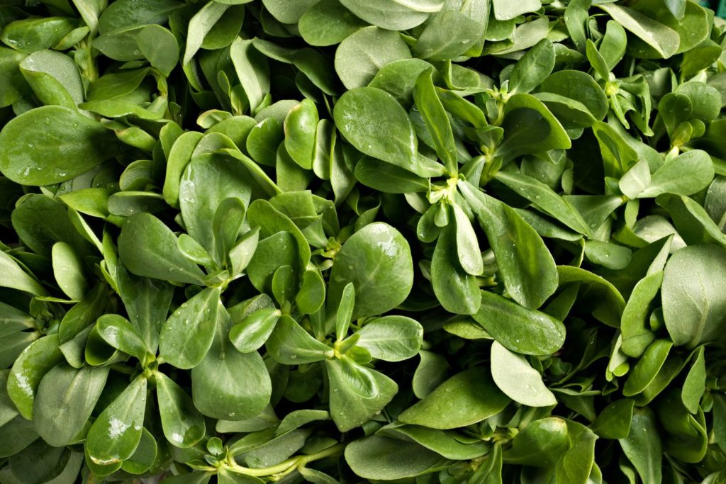 pourpier-utilisations