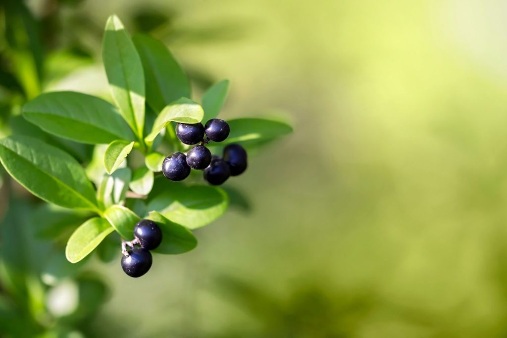 prunellier-caracteristiques