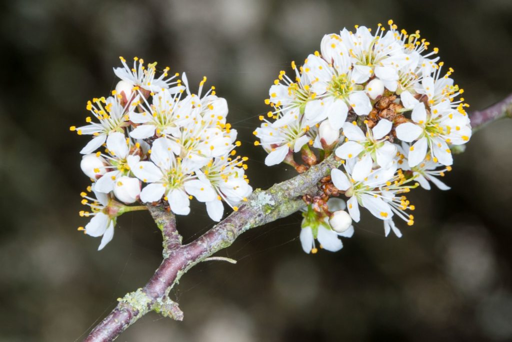 prunellier-phytothérapie