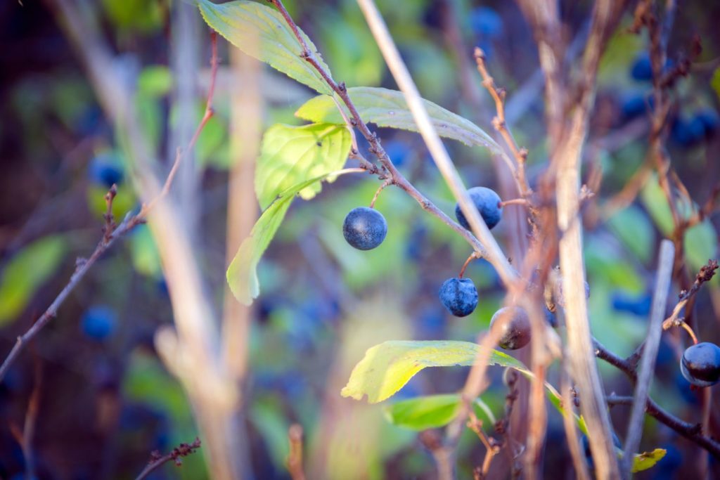 prunellier-proprietes