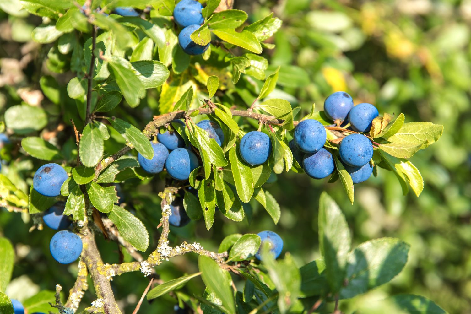 prunellier-proprietes1