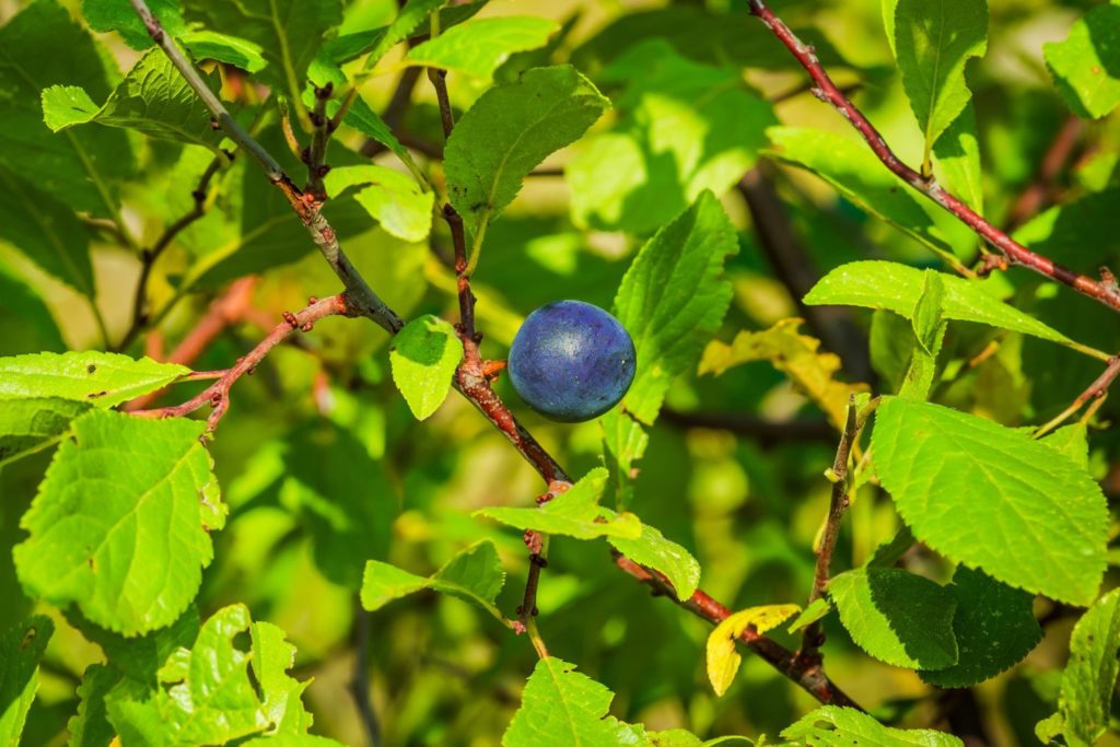 prunellier-utilisations